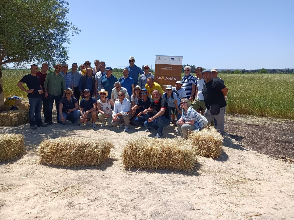 Molino Crisafulli – Farina da grano Romano